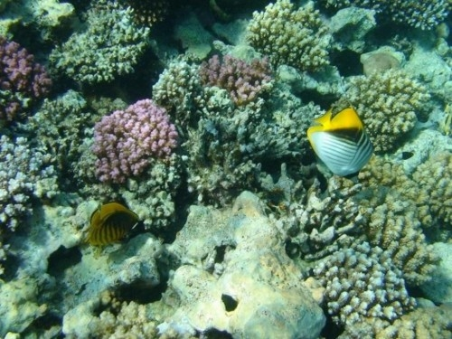 Tour Immersione Sharm El Naga Bay 